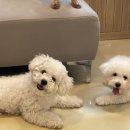 하단포비 이미지