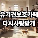 다시사랑받개 | 서울 중랑구 유기견보호카페 다시사랑받개 입양 가이드 및 후기