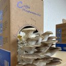 두빛나래 이미지