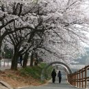 터널분수 | 단순한 동네 호수인 줄 알았는데... 8km 넘는 벚꽃 터널의 정체, 은파호수공원 가보니