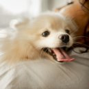 돌담동물의료센터 이미지