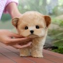 울산 강아지분양 미유펫 이미지