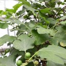 유니콘농장 이미지