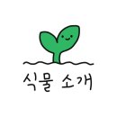 식물;마지 이미지
