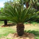 소철(蘇鐵:Cycas revoluta)과 일본과 류구