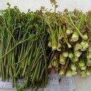 안계농장 이미지