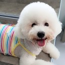 마이펫플레이텔 이미지