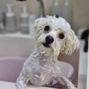 까끌레멍 이미지