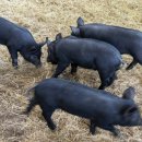 제주흑돼지 이미지
