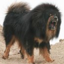 카세리오 이미지