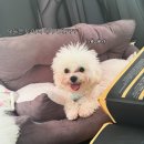 대리3길 | 울산애견동반카페 방문후기 + 일상 🐶🤍