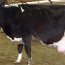 현웅목장 이미지