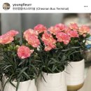 영플레르 이미지