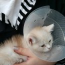 돈워리동물병원 이미지