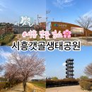 갯골생태공원(옥외3) | 🌸 지금 안 가면 끝! 시흥 벚꽃 숨은 명소 시흥갯골생태공원 벚꽃 실시간 후기