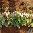 향남농장 이미지