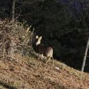 깐치호깐풍기치킨 이미지