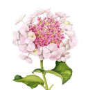 보태니컬 아트 이미지