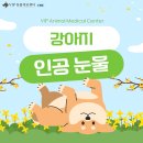 노원-현장-1333 | 강아지 인공눈물, 사람용 사용해도 괜찮을까요?