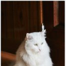 만식이네 이미지