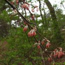 계수나무 이미지