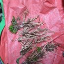 장미빛인생 이미지