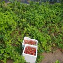 대도농장 이미지