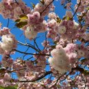 각원사길 | 곧 만개 예정 천안 각원사 겹벚꽃 방문 후기