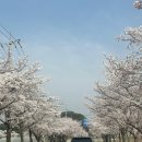 자전거탄갤러리 | ⛵강릉 여행 후기-2 [경포호/벚꽃축제/강릉현대장칼국수 본점/갤러리밥스]