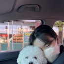 멍이올래 이미지