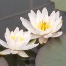 미추홀공원(다례원 내) 이미지