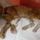 산타클라라동물병원 이미지