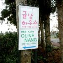 올리브낭 이미지