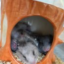 부산햄스터분양 행복햄 이미지