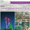 2014 제1회 목포시청 한국춘란 산야초 야생화 전시회 이미지