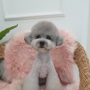 약지애견카페 이미지
