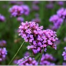 반월도퍼플펜션 이미지