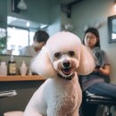 블루시엘 | 털복숭이 우리 댕댕이 대변신!잠실애견미용 ‘블루시엘’ 다녀온 후기 🐶