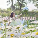 유이데이지