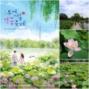 부여서동연꽃축제 공주 부여여행코스 궁남지 여름 국내여행 추천