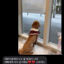 댕실댕실 이미지