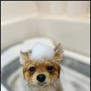 부산애견미용 이미지