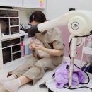 로얄캣 | 아기 고양이를 위한 논현동고양이미용, 로얄캣 후기