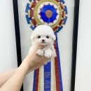 달링하이 강아지분양 밀양점 이미지