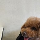 나랑히요 이미지