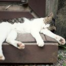 경성민박 이미지