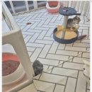 달콤하니냥 이미지