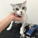 묘발소 이미지