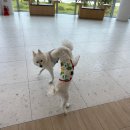 선샤인 반려견 유치원 이미지