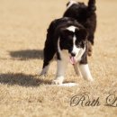 포리에이스 이미지